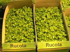 Rucola.jpg